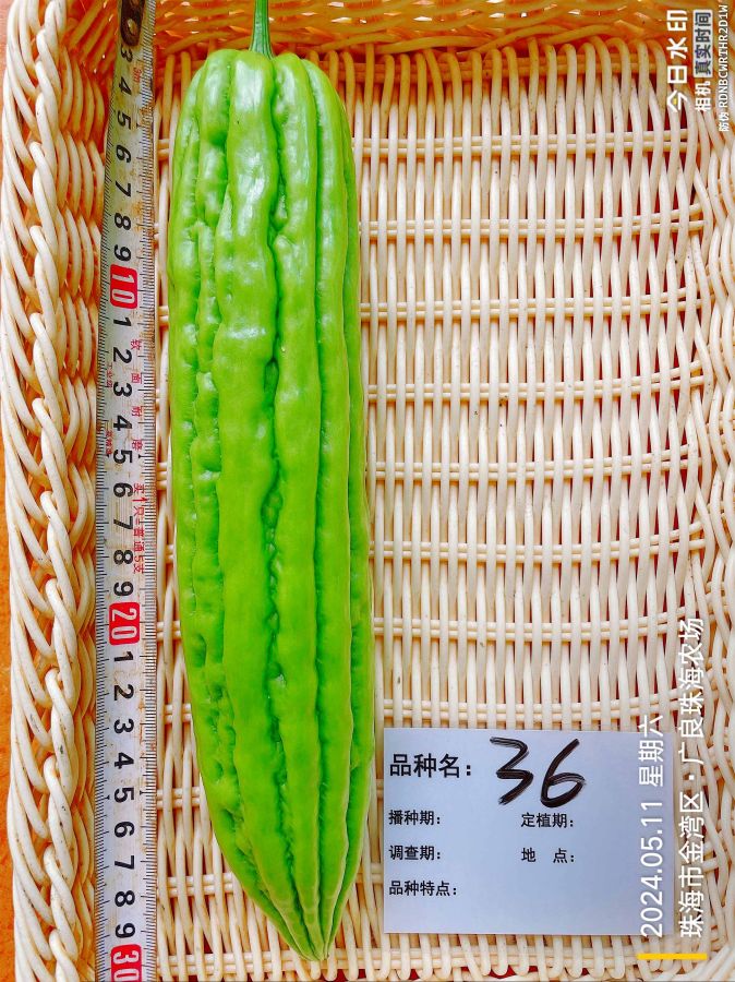 ZH2166Y苦瓜（预告）