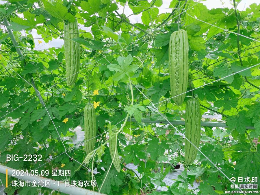 ZH2168Y苦瓜（预告）