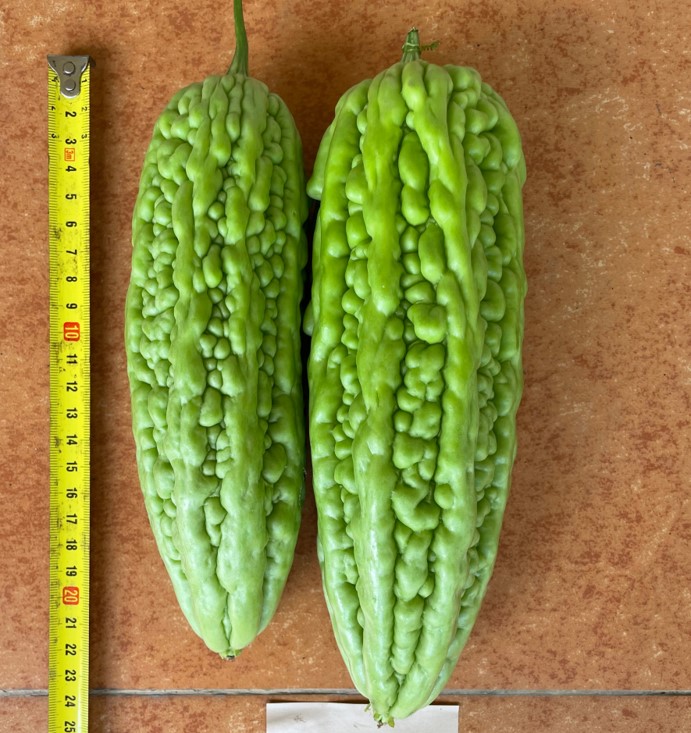 ZH2173Y苦瓜（预告）