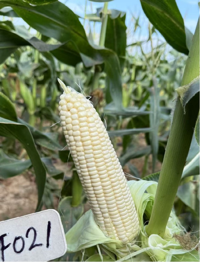 广良甜97号玉米（预告）