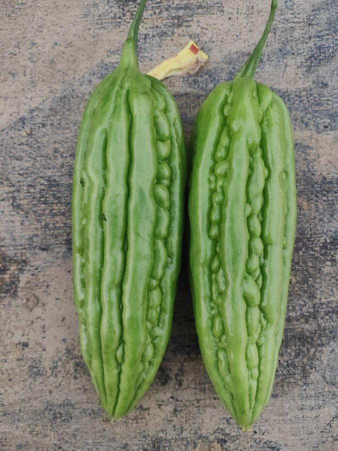 广良935苦瓜（预告）