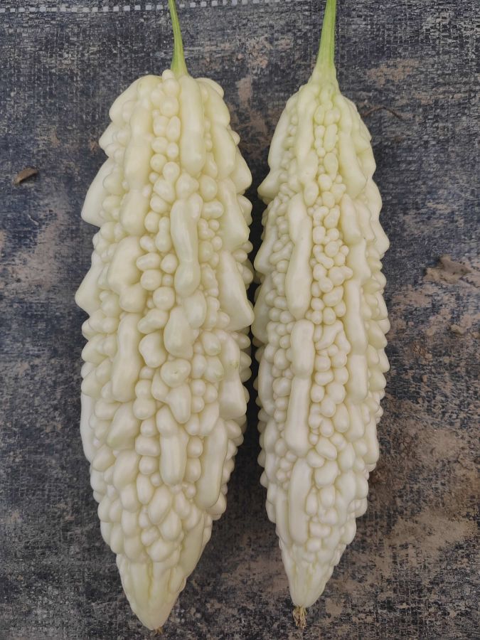 广良达妮玉苦瓜