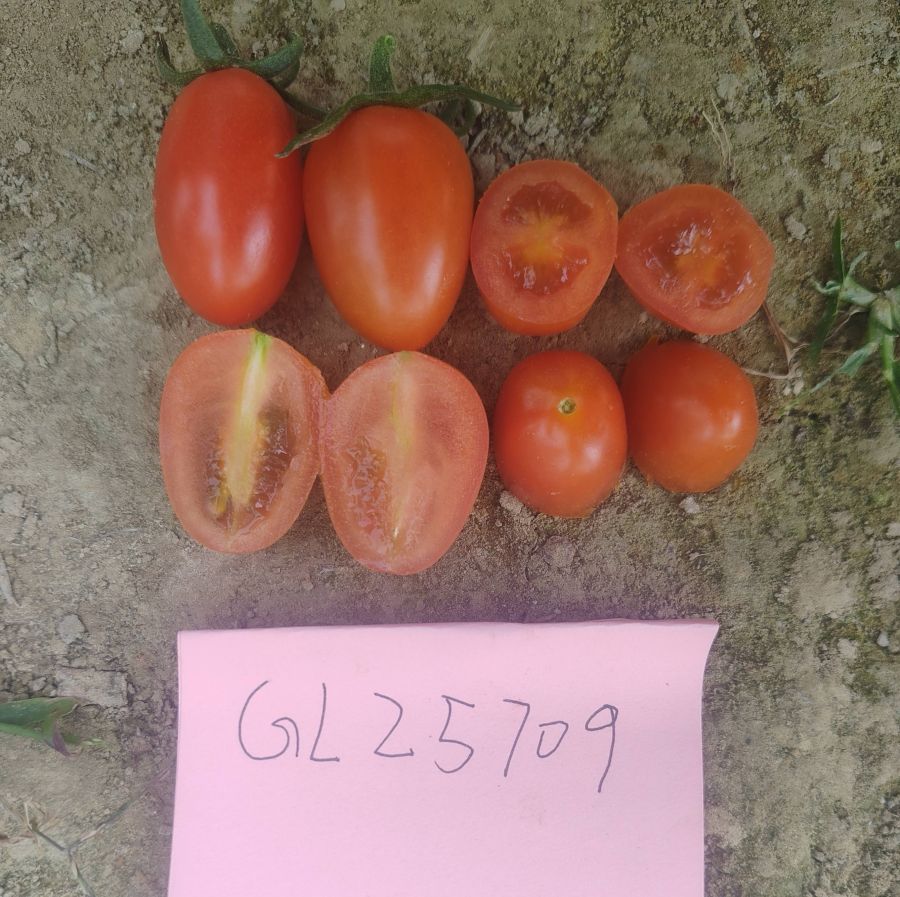 GL25709番茄（预告）