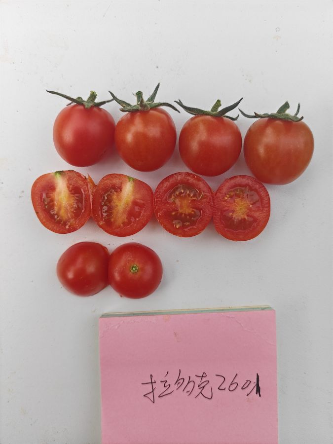 拉多克2601番茄（预告）