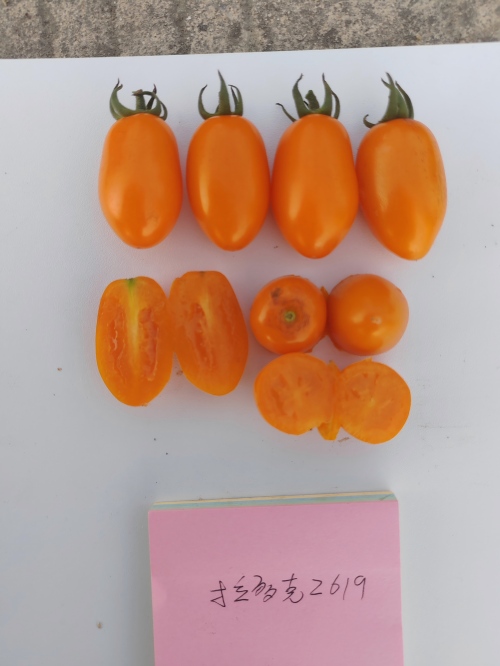 拉多克2619番茄（预告）