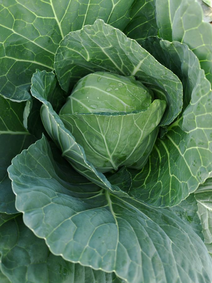 GL26018甘蓝（预告）