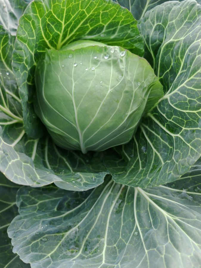 GL26026甘蓝（预告）