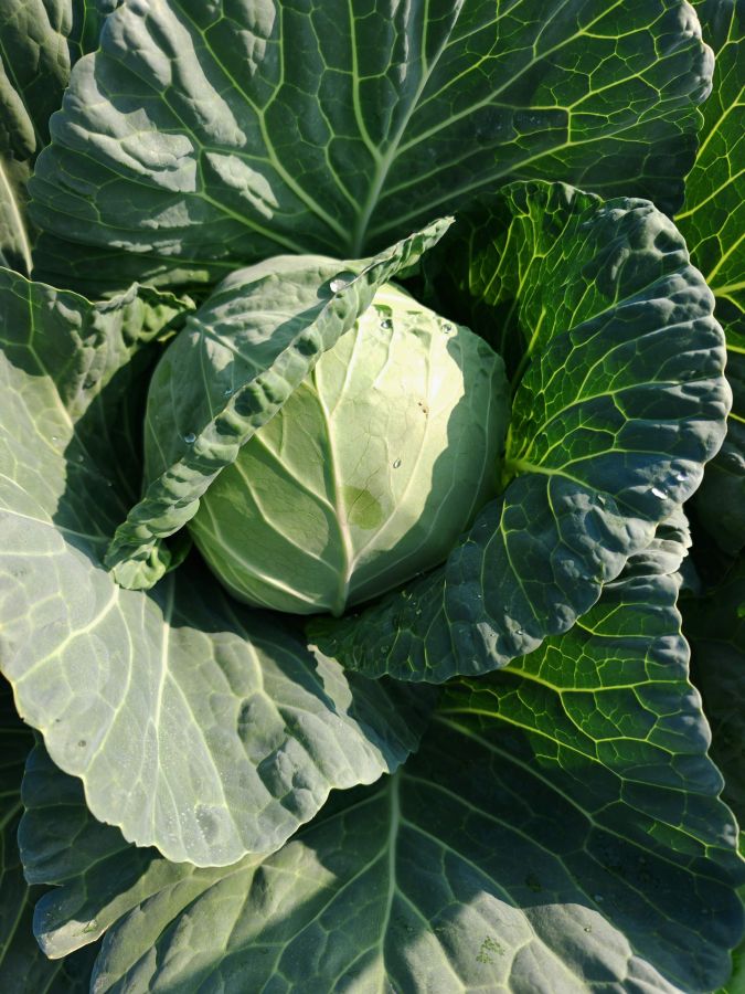 GL26027甘蓝（预告）