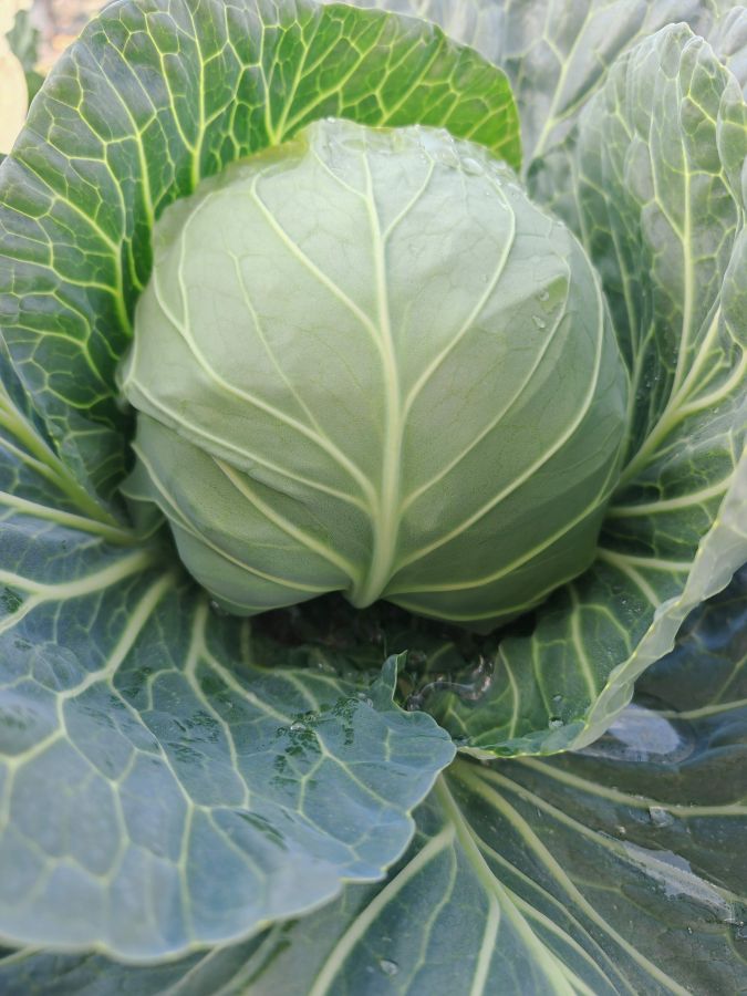 GL26029甘蓝（预告）