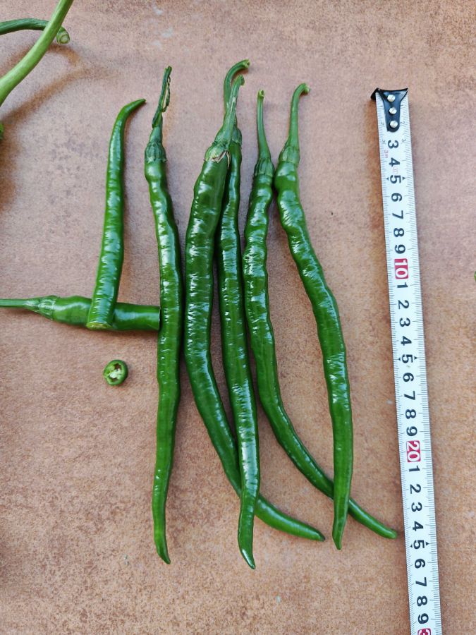 GZP24207辣椒（预告）