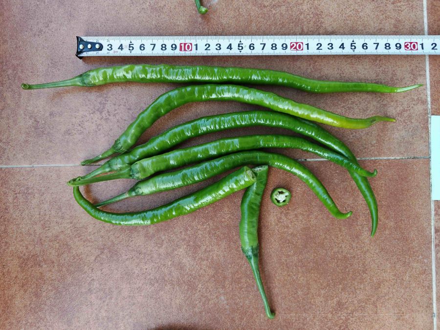 GZP24213辣椒(预告)