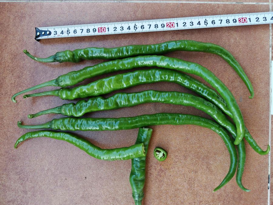 GZP25101辣椒（预告）