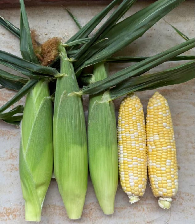 新组合ISAF098玉米（预告）