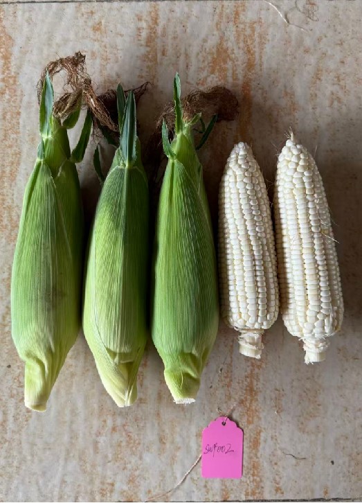 新组合20251SWF002玉米（预告）