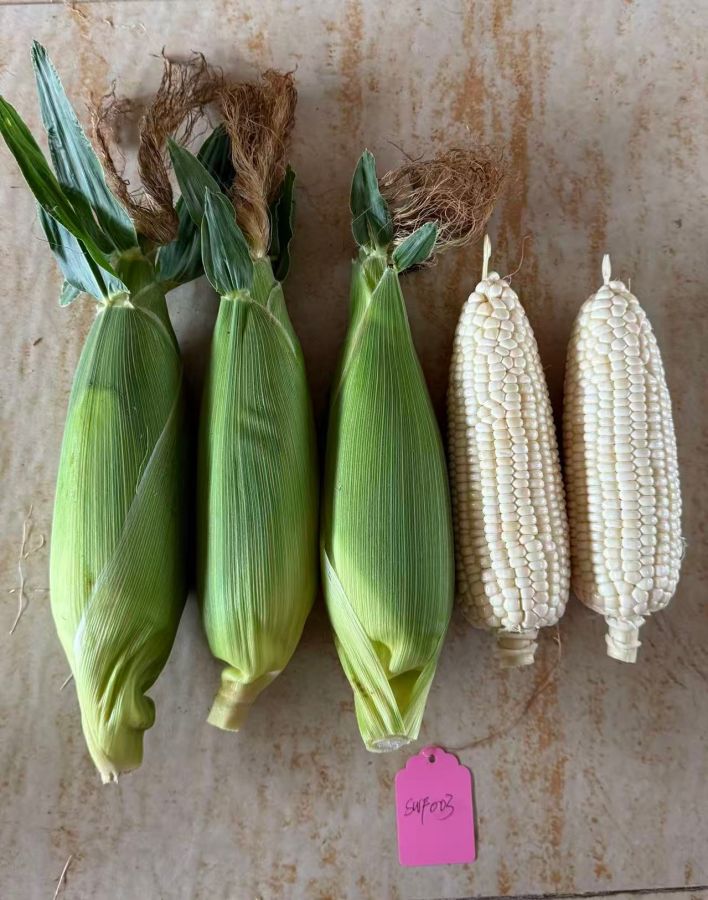 新组合20251SWF003玉米（预告）