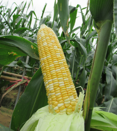 广良甜402双色玉米