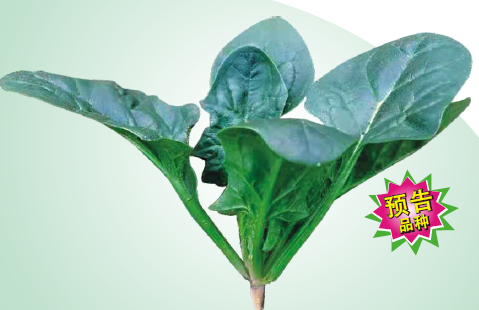 新时尚1808菠菜（预告品种）