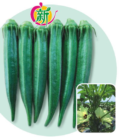 恒星水果秋葵（进口杂交）