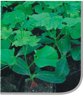 顶力苦瓜专用砧木