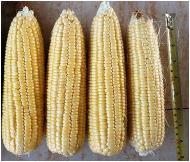 广良甜38号玉米(预告)