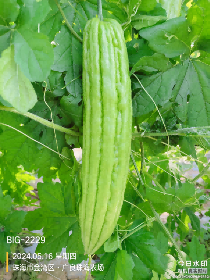 ZH2177Y苦瓜（预告）