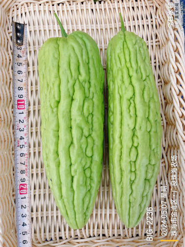 ZH2179Y苦瓜（预告）