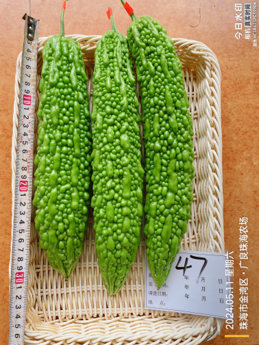 ZH2180P苦瓜（预告）